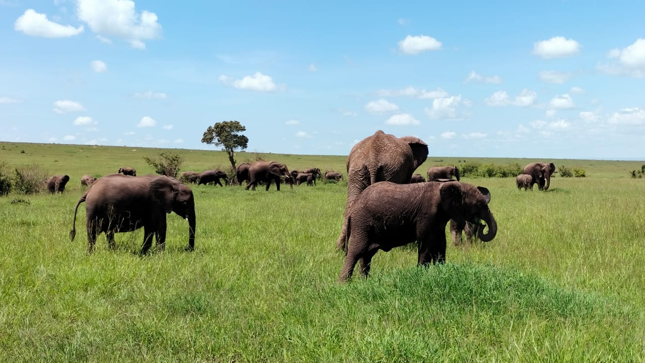 6-Day Kenyan Adventure: Mara, Nakuru  & Amboseli