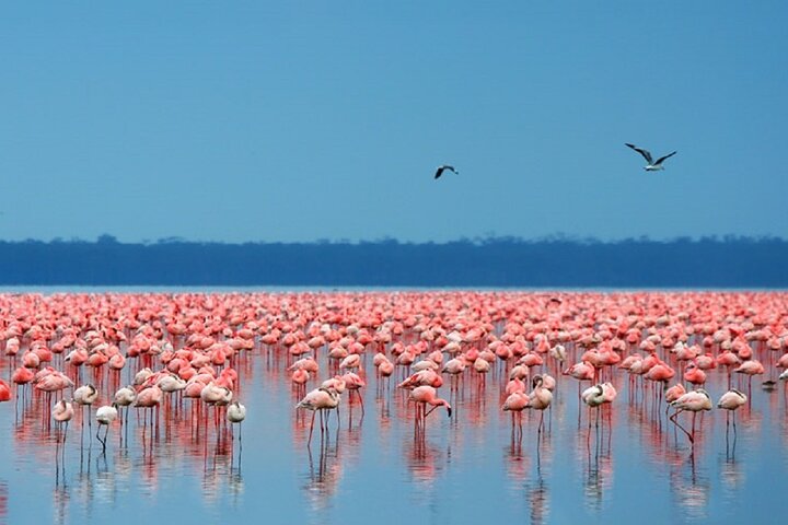 4-Day Mara & Lake Nakuru Adventure
