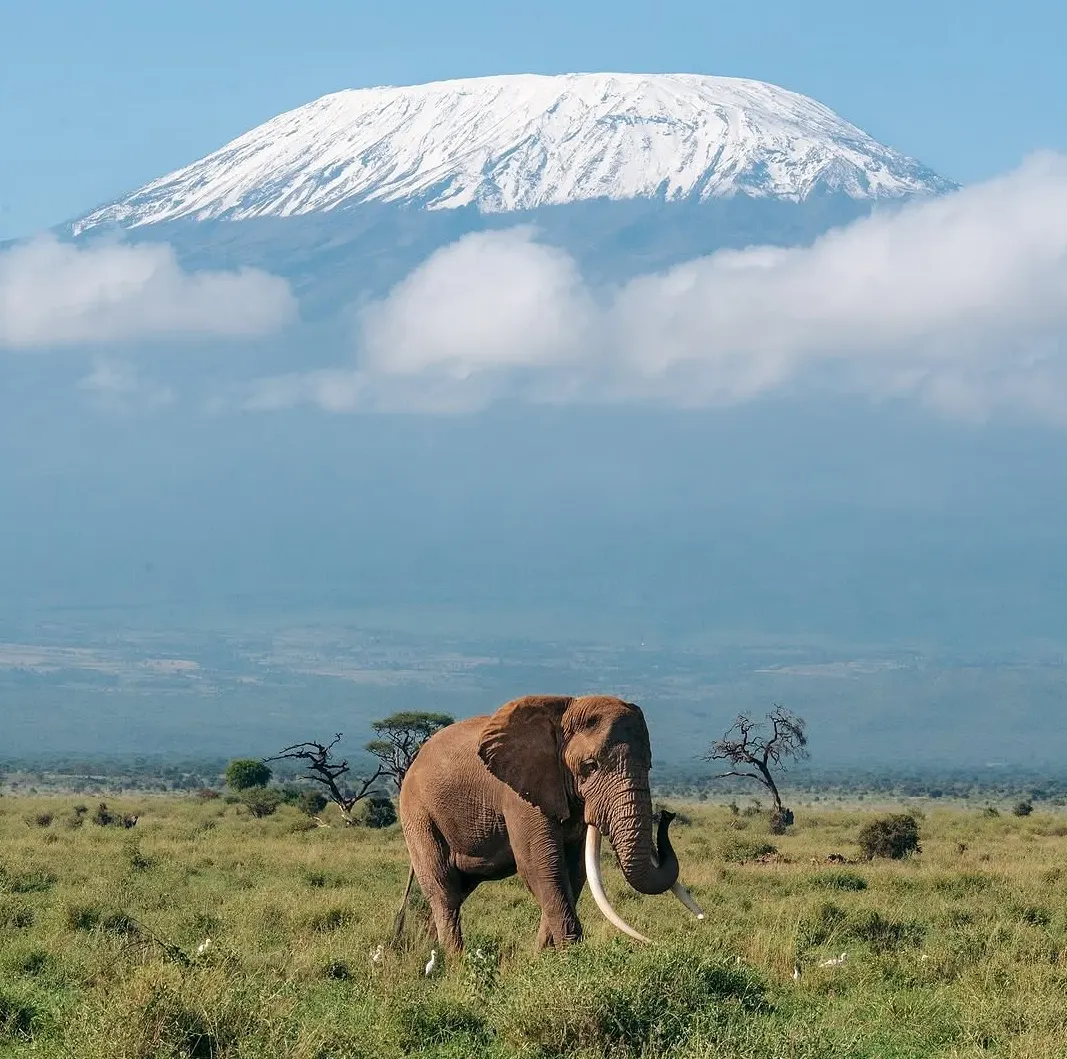 4-Day Amboseli & Kilimanjaro Views
