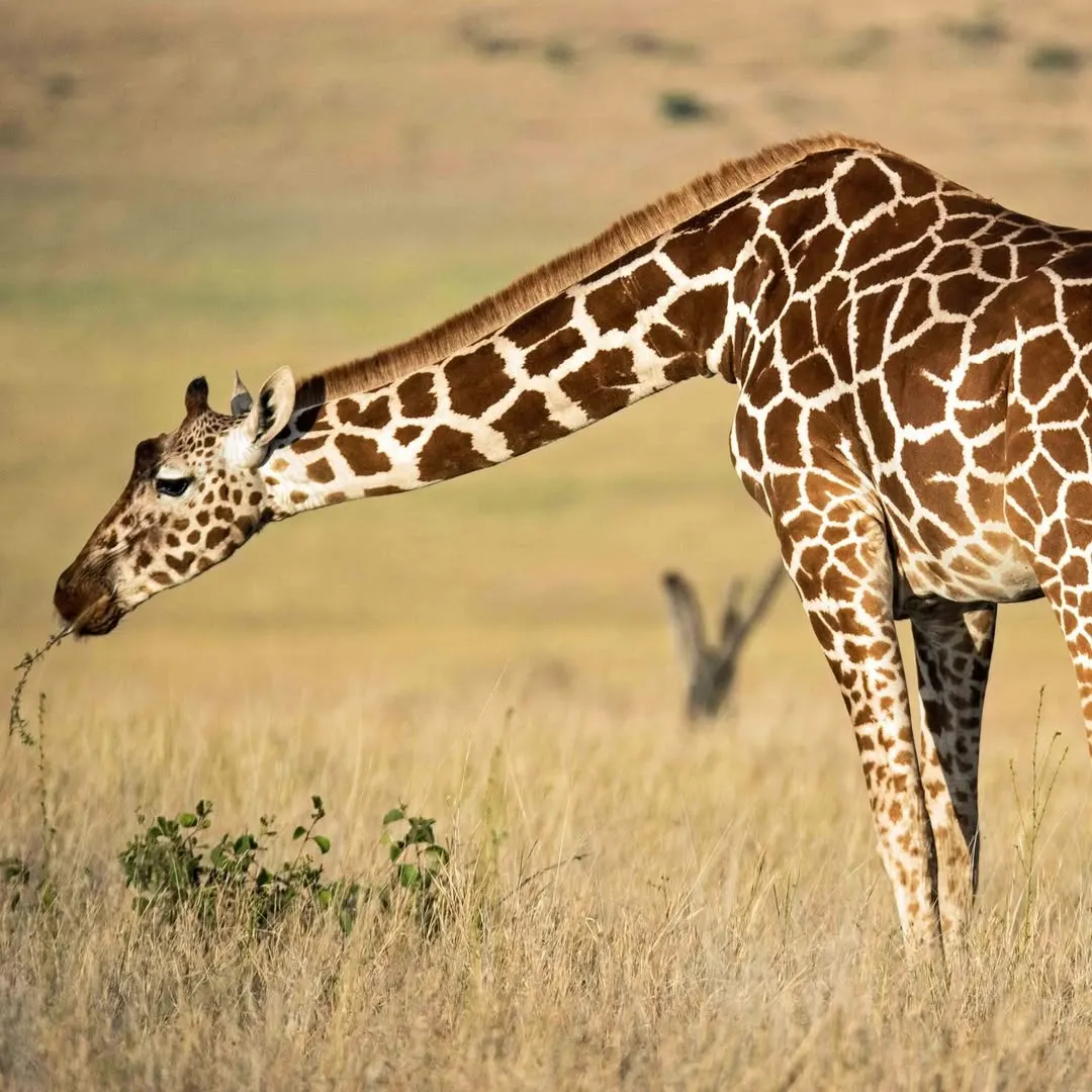 3-Day Samburu Northern Frontier Safari