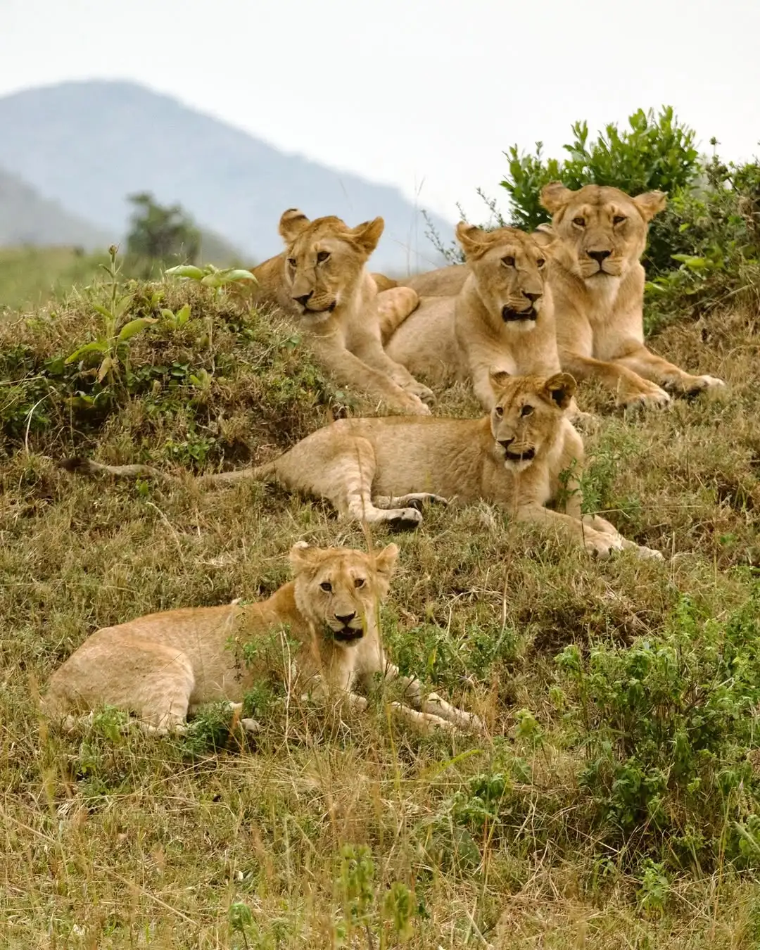 Masai Mara National Reserve