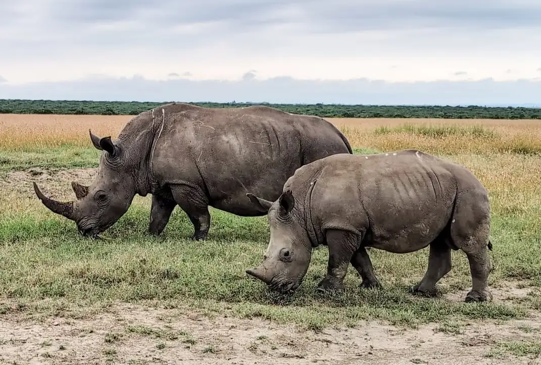 Ol Pejeta Conservancy