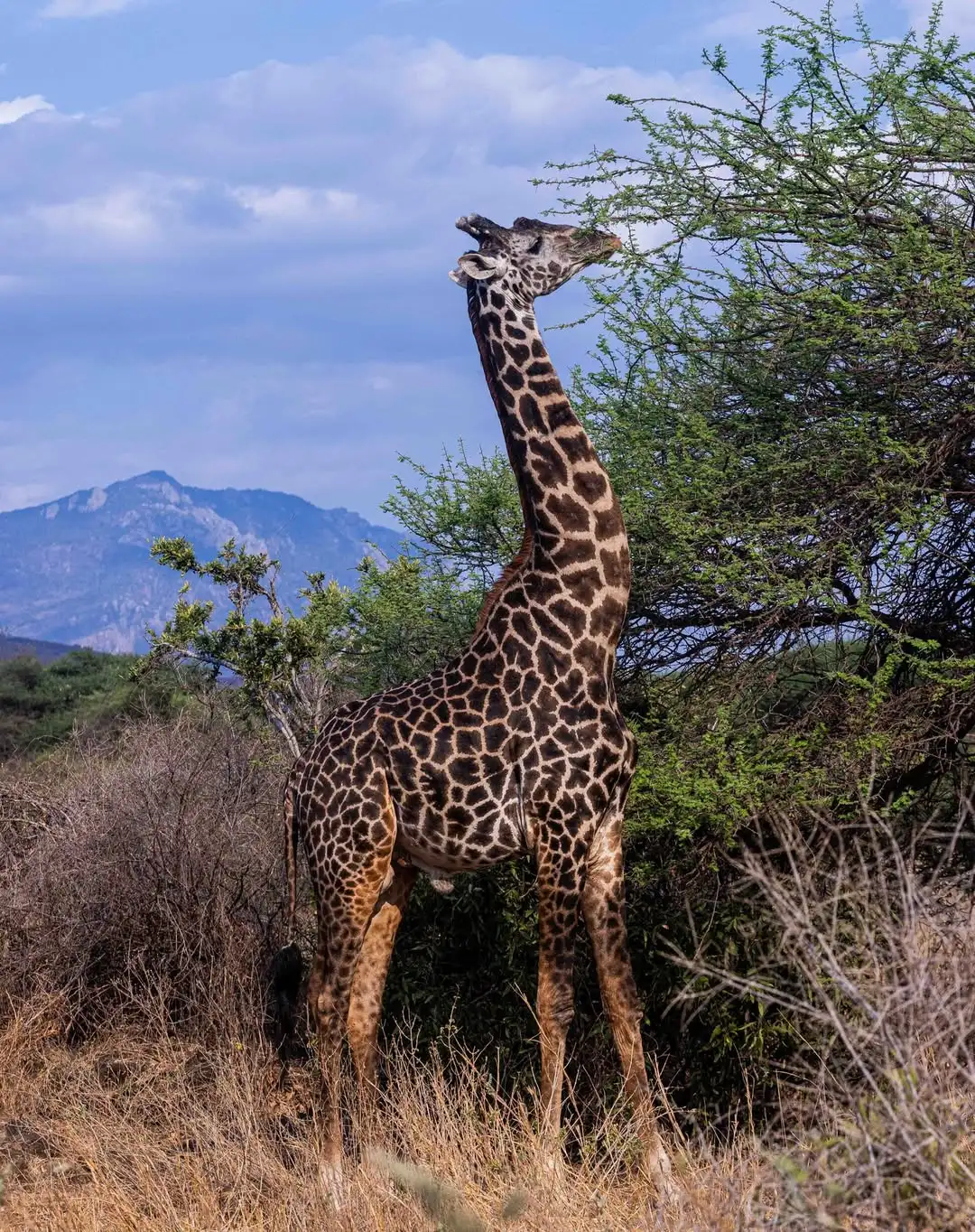 Tsavo West National Park