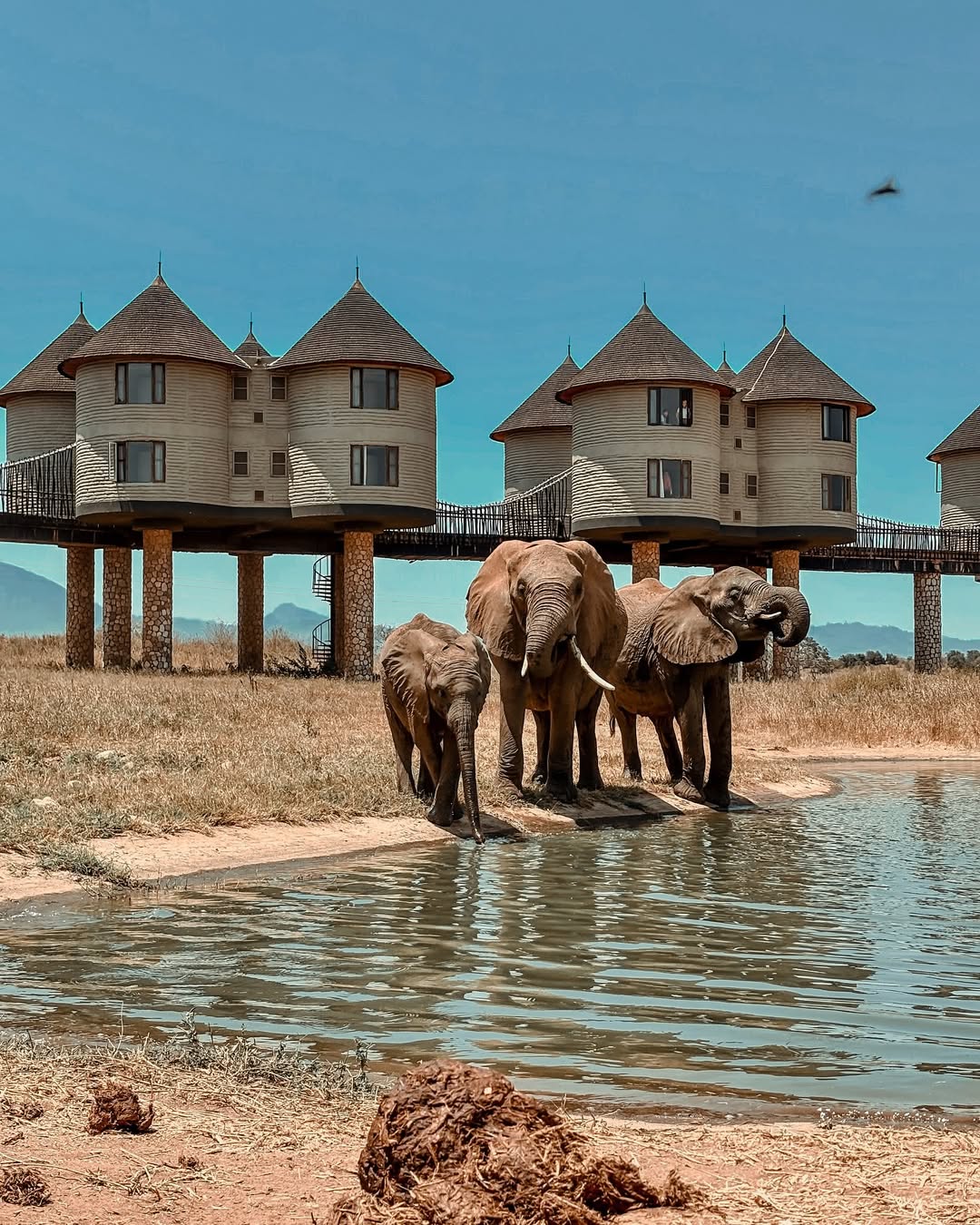 Salt Lick Safari Lodge