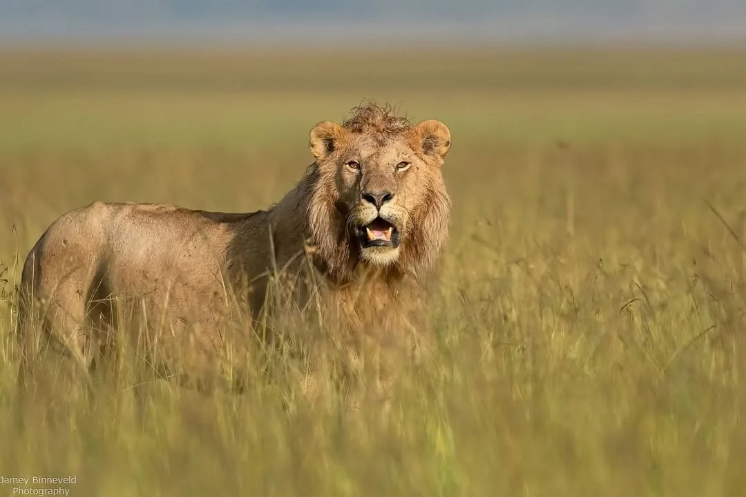 3 Days Masai Mara Mid-range Safari