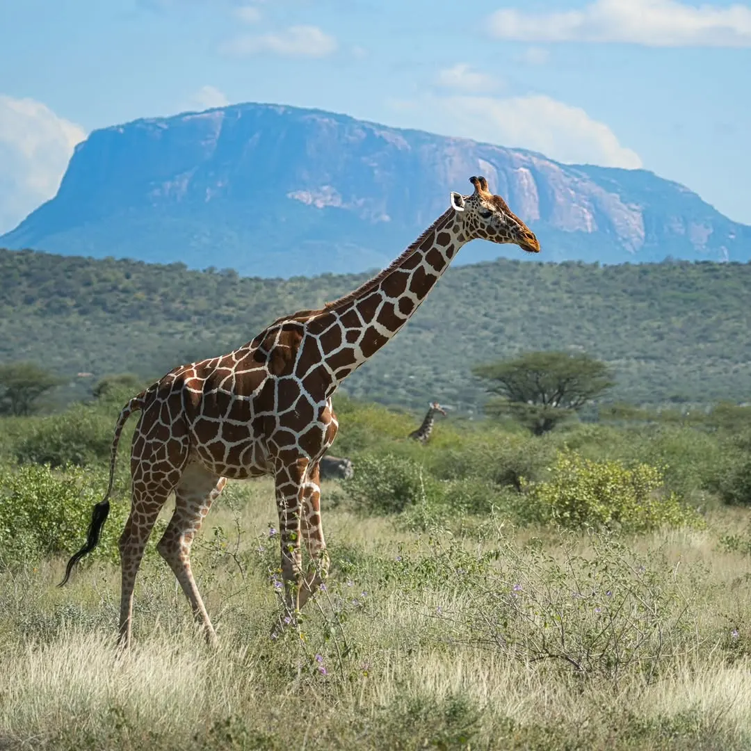 Meru National Park