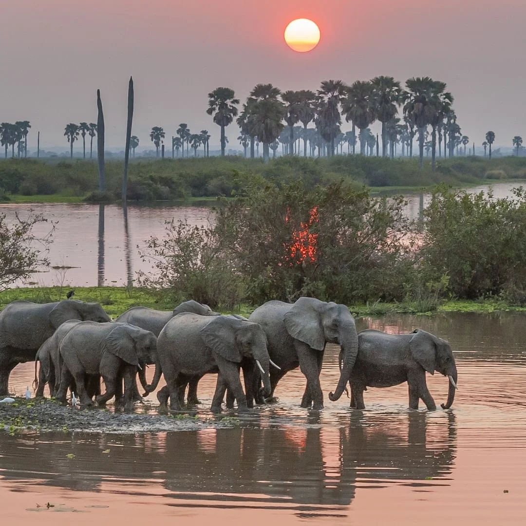 Nyerere National Park (Selous)