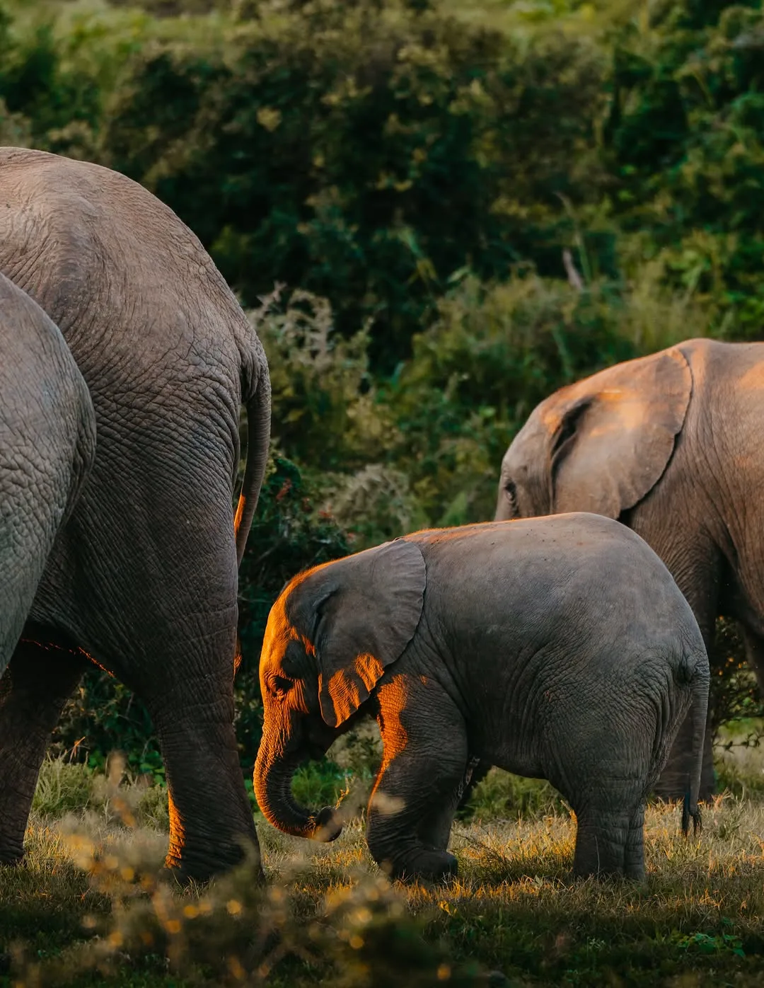 Addo Elephant National Park