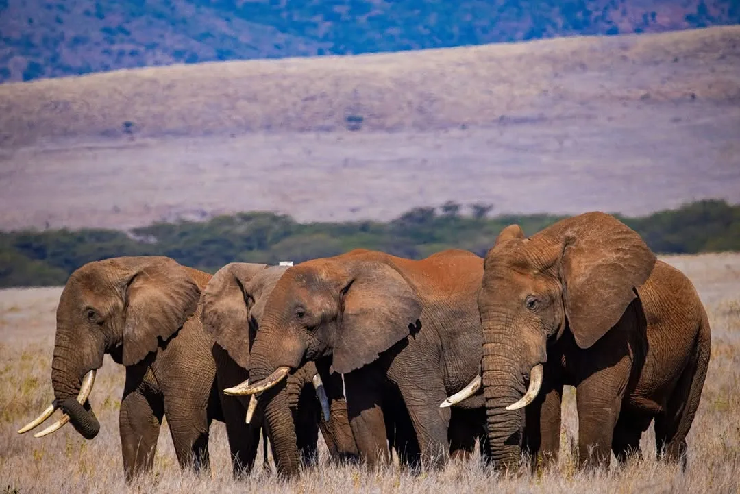 Lewa Wildlife Conservancy