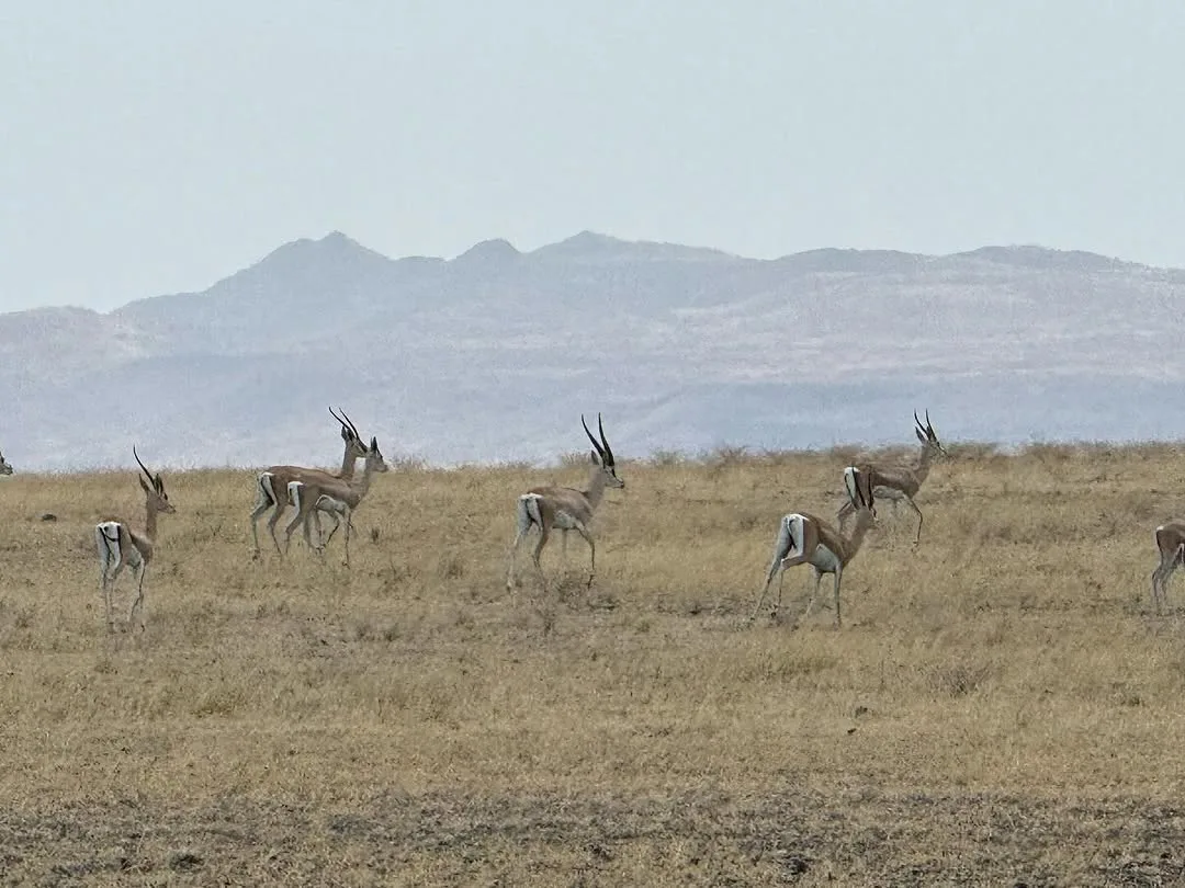 Sibiloi National Park & Lake Turkana