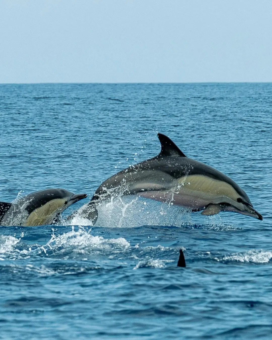 Hermanus & Walker Bay