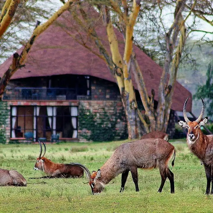 Lake Naivasha Sopa Resort