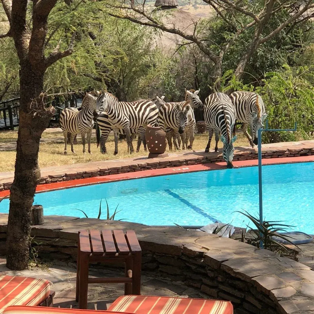Serengeti Serena Safari Lodge